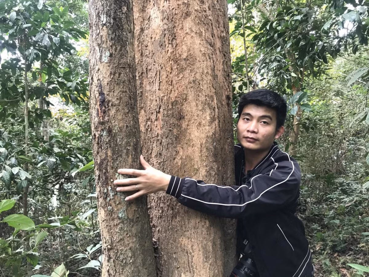 Những gốc đinh hương có đường kính lớn, nhiều người ôm mới hết. Riêng những cây 1 người ôm đếm không xuể. Đây thực sự là tài sản quý giá không chỉ người dân nơi đây, mà còn là của chung của miền Tây xứ Nghệ.Dù được bảo vệ nghiêm ngặt, nhưng vẫn có hiện tượng (đẽo vỏ cây) mục đích làm cho cây chết dần, để khai thác lấy gỗ. Khi phát hiện những gốc cây đinh hương bị thương, ngoài việc cứu chữa cho chúng, thì việc tuần tra, kiểm soát, theo dõi càng chặt chẽ hơn.