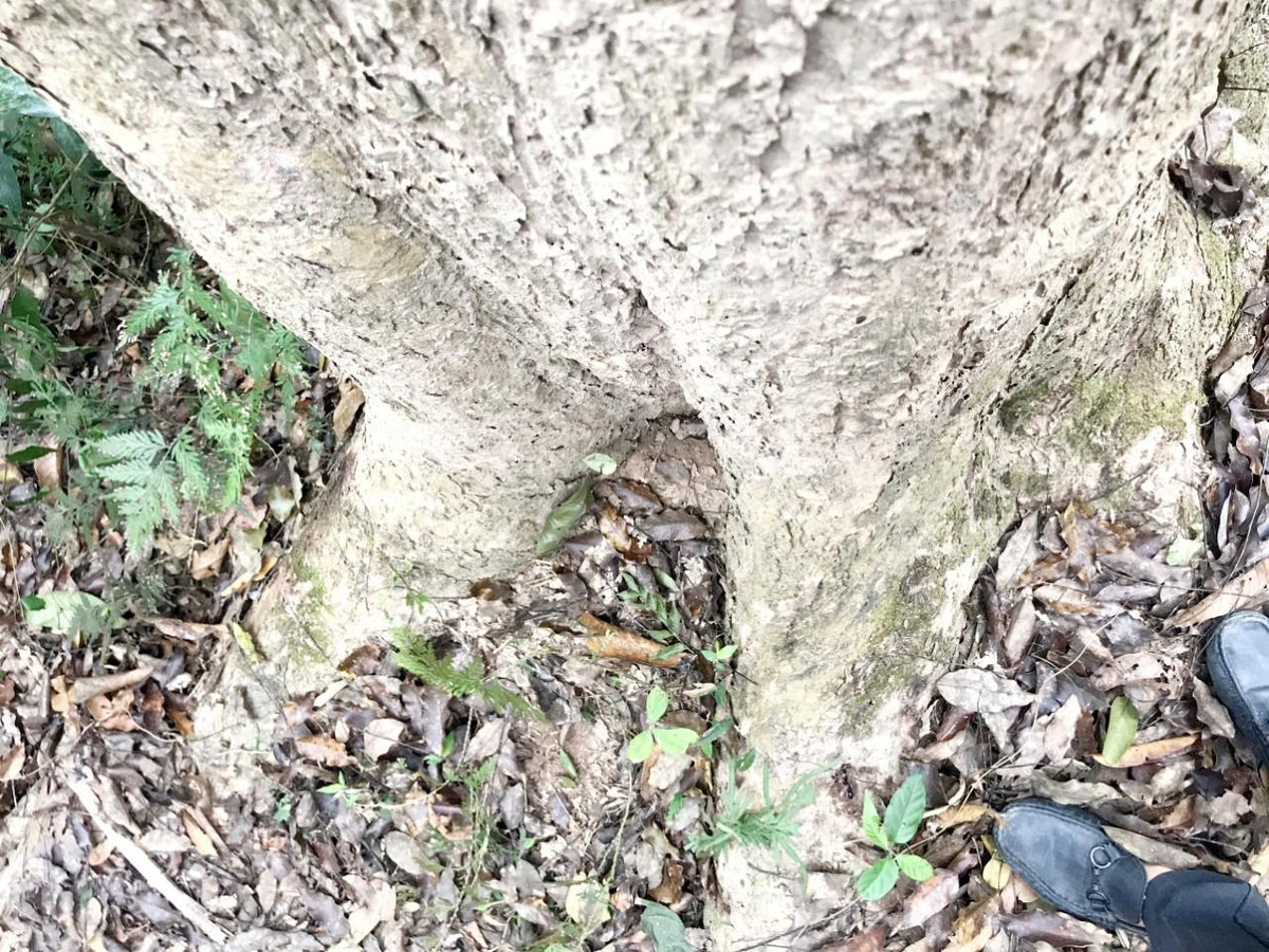 Do có chiều cao từ 10-15m, nên gốc cây đinh hương bám rễ rất rộng và sâu.