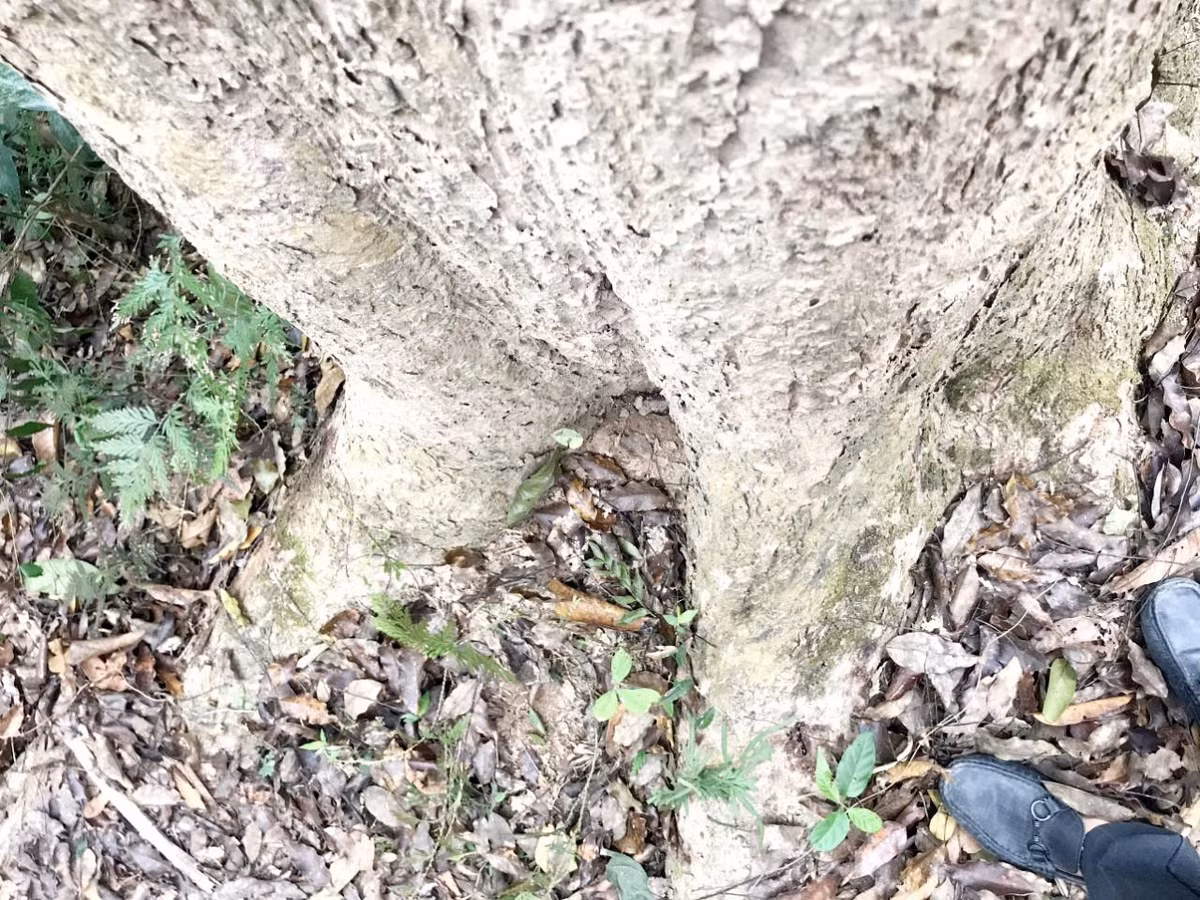 Do có chiều cao từ 10-15m, nên gốc cây đinh hương bám rễ rất rộng và sâu.