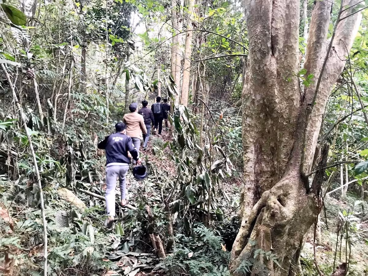 Để vào được trung tâm cánh rừng, nơi có những cây đinh hương cổ thụ, chúng tôi phải được người dân dẫn đường, đồng thời, phải có ít nhất một người trong đội tuần tra đi cùng, tránh những điều nguy hiểm xảy ra trong quá trình "mục sở thị".