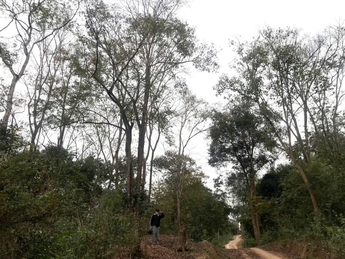 Lối vào rừng đinh hương luôn được bảo vệ cẩn thận, những người trông coi chủ yếu là cư dân địa phương. Hơn 30 năm qua, tổ tuần tra, bảo vệ khu rừng luôn làm tốt nhiệm vụ của mình. Nhờ vậy, trong rừng chưa cây đinh hương nào bị đốn hạ.