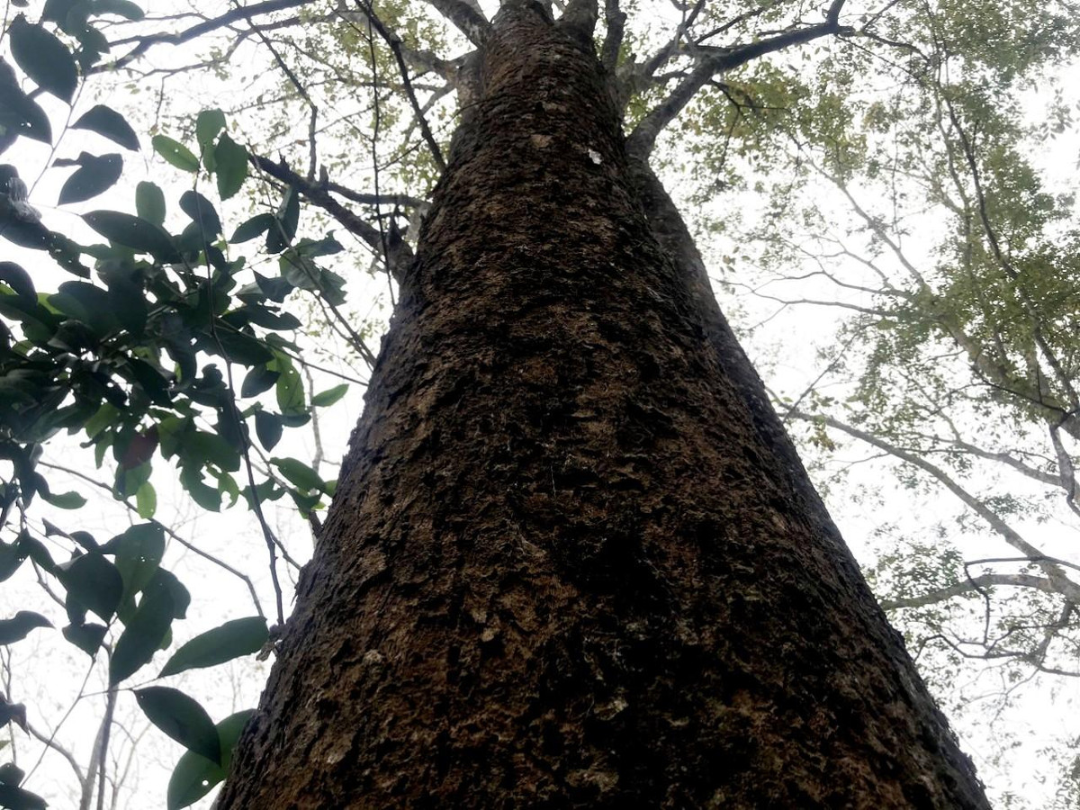 Gỗ đinh hương là loại gỗ rất được nhiều người ưa chuộng rộng rãi trên thị trường hiện nay, nằm trong top 4 loại gỗ chất lượng ở Việt Nam và chúng có màu đỏ vàng đặc trưng, là loại gỗ có mùi hương dịu nhẹ do dầu gỗ tiết ra.