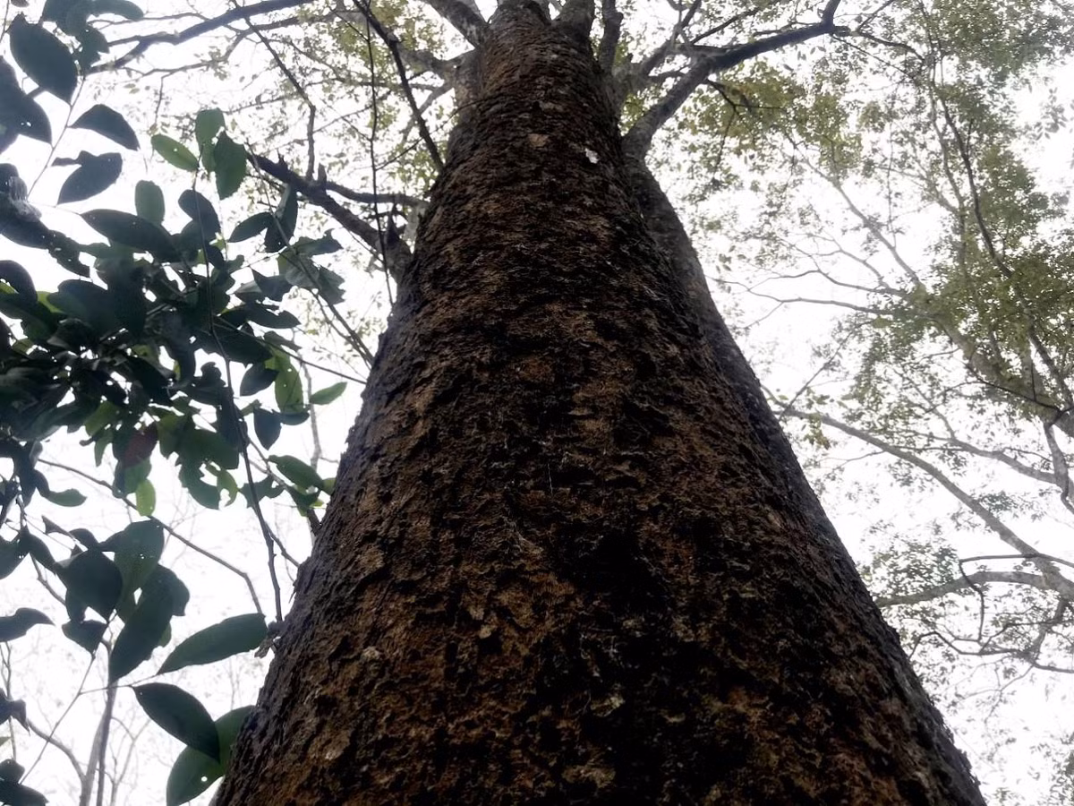 Gỗ đinh hương là loại gỗ rất được nhiều người ưa chuộng rộng rãi trên thị trường hiện nay, nằm trong top 4 loại gỗ chất lượng ở Việt Nam và chúng có màu đỏ vàng đặc trưng, là loại gỗ có mùi hương dịu nhẹ do dầu gỗ tiết ra.