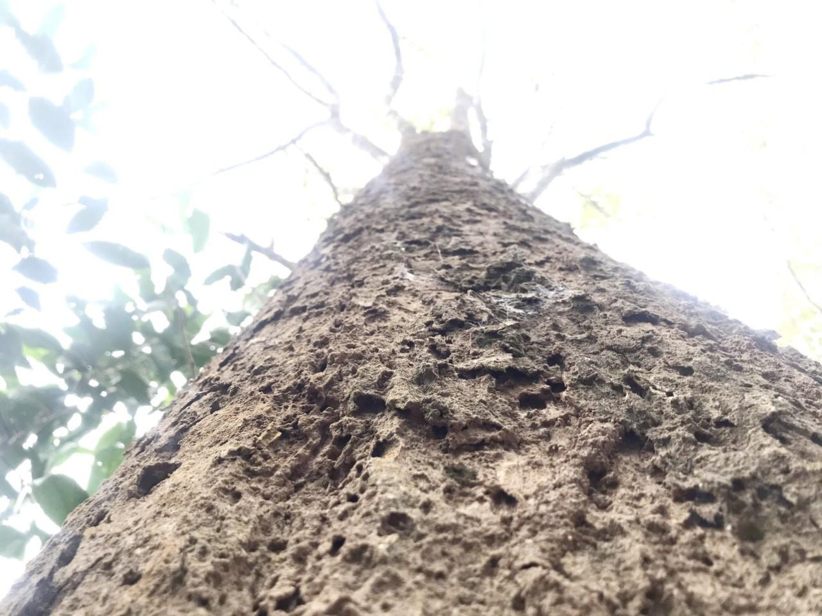 Hàng tháng, bản tổ chức một đội tuần tra kiểm đếm các gốc đinh hương trong rừng, cây nào tự gãy đổ thì mới cho người dân tận thu để làm nhà, còn nếu phát hiện chặt sẽ “truy” và đề nghị xử lý theo quy định của pháp luật. Bởi đối với người dân bản Na Hang, khu rừng đinh hương là "báu vật" muôn đời của họ.