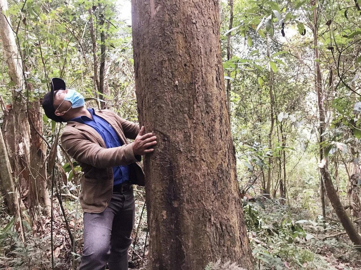 Anh Lương Văn Nam (42 tuổi) người có 25 năm bảo vệ khu rừng đinh hương của bản Na Hang cho biết, theo thống kê, khu rừng đinh hương này hiện có khoảng 100 cây đinh hương cổ thụ (nghĩa là tuổi đời trên 30 năm, đường kính từ 0,7 m-2,4 m) và hàng ngàn cây đinh hương nhỏ, mọc chi chít cả một khu rừng.