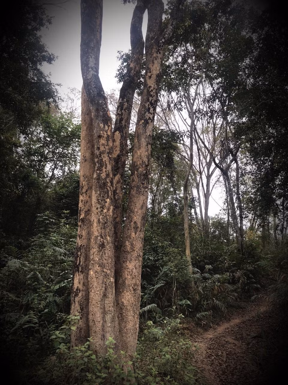 Từ năm 1994, dân bản Na Hang đã lập quy ước riêng để bảo vệ những cây đinh hương quý trước các cuộc “thảm sát”. Khi đó, rừng đổ máu, các loài cây quý bị đốn hạ trơ gốc. Nhưng với bà con, dù chặt ở đâu nhưng vào rừng của bản mà đốn đinh hương là sẽ bị phạt rất nặng.