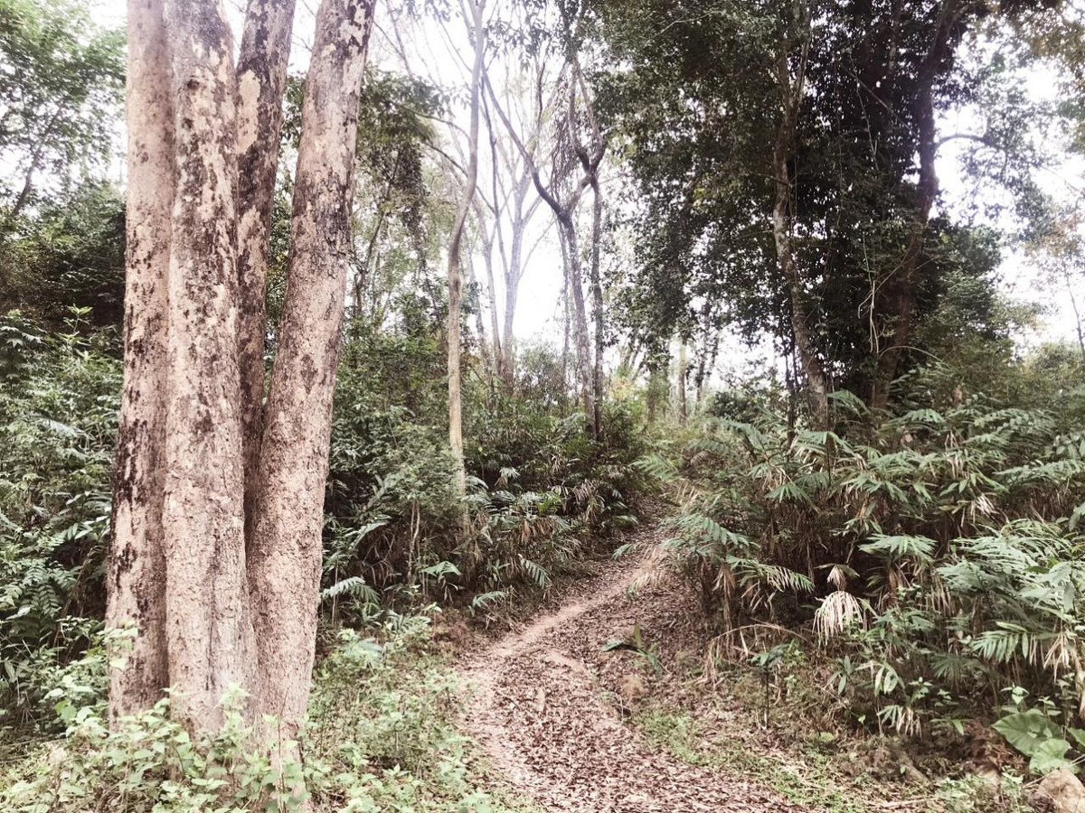 Trên đường đi, ngay lối mòn chúng tôi bắt gặp rất nhiều cây đinh hương có tuổi đời từ 20-30 năm, chúng mọc cao chót vót, sừng sững, bóng cây tỏa một vùng rộng lớn.