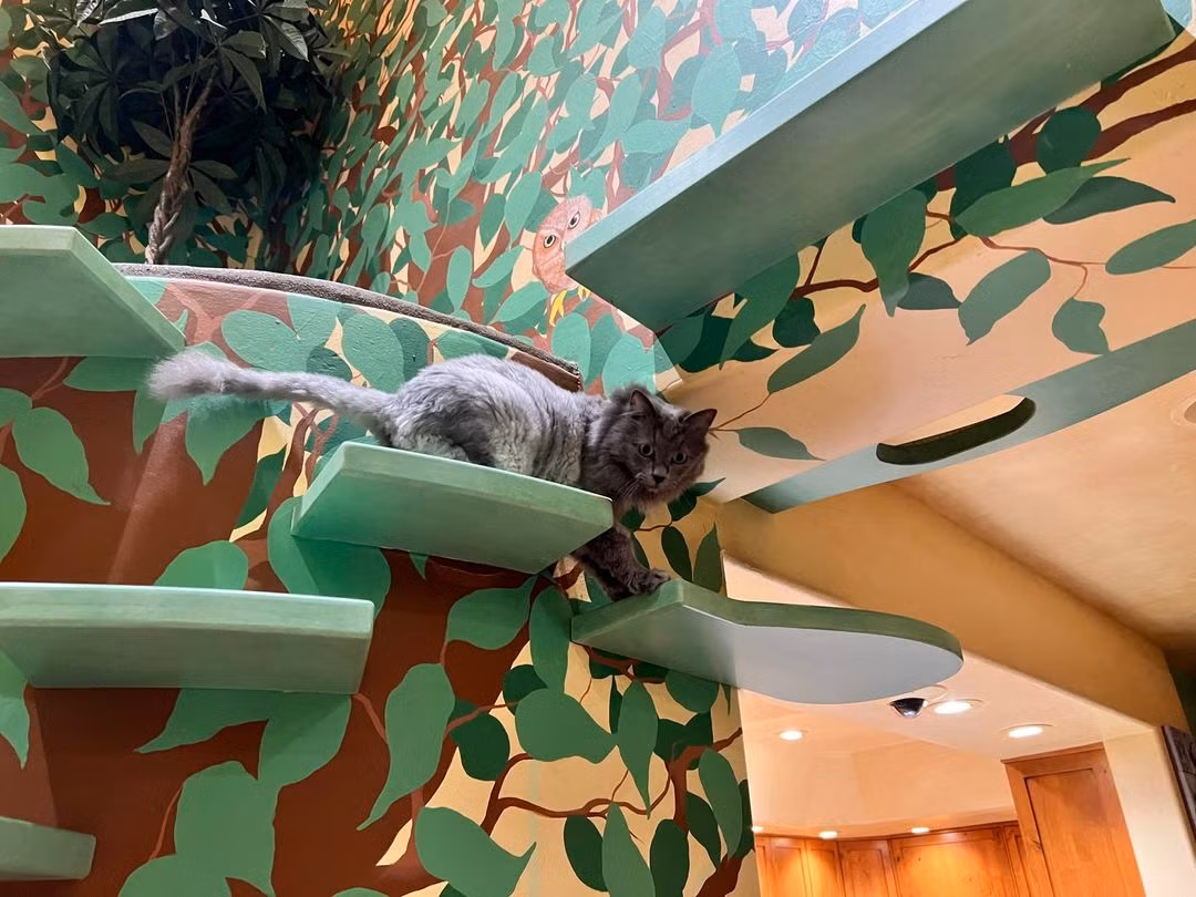 Nguoi dan ong chi tien ty de xay ngoi nha cho meo dep nhat the gioi-Hinh-3