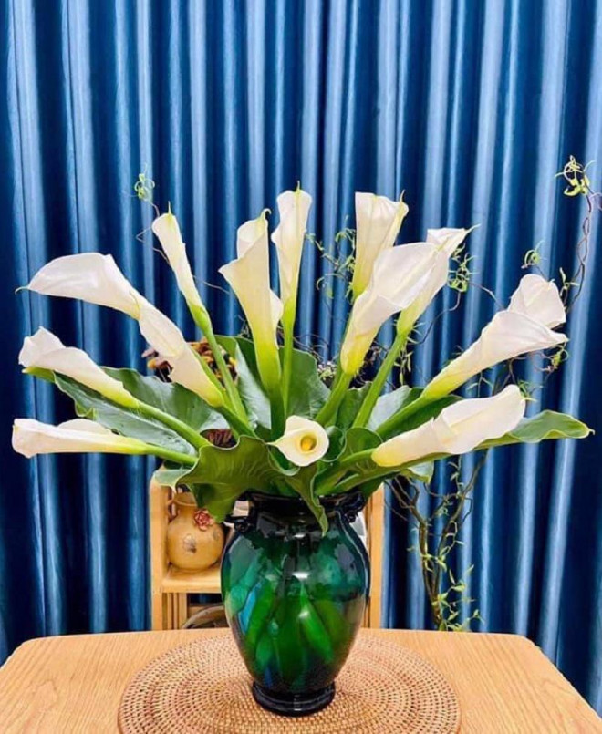 Rum thuộc cây thân thảo, hay mọc bờ bụi và mọc ở những nơi nhiều nắng. Cây cao trung bình từ 1-1,5 mét. Lá cây hình bầu hoặc hình tim, dài khoảng 8-12cm. Hiện tại đang là thời gian gần cuối mùa hoa rum nên giá thành cũng cao hơn. Giá mỗi bó hoa rum được đăng bán từ 80.000 đồng - 95.000 đồng/bó 10 bông rum kèm 3 lá non trang trí. Loại hoa này số lượng không nhiều nên ít khi được bày bán tại các chợ truyền thống, chị em muốn tìm mua nên ghé các shop hoa tươi hoặc nhóm chợ hoa online.