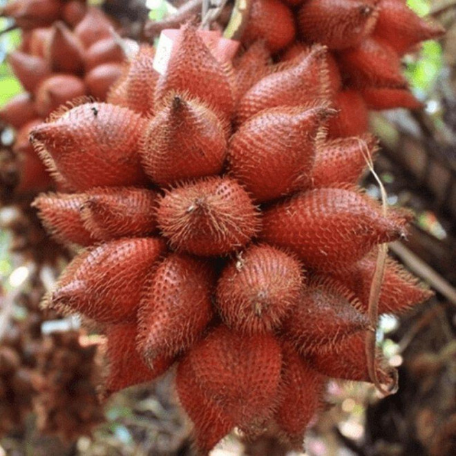 May Thai gai goc, xu xi nhung nem thu... khong the quen duoc huong vi-Hinh-4