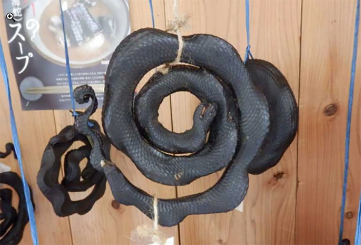 Những người đi "săn" loài rắn này cũng vì thế mà có thu nhập đáng kể