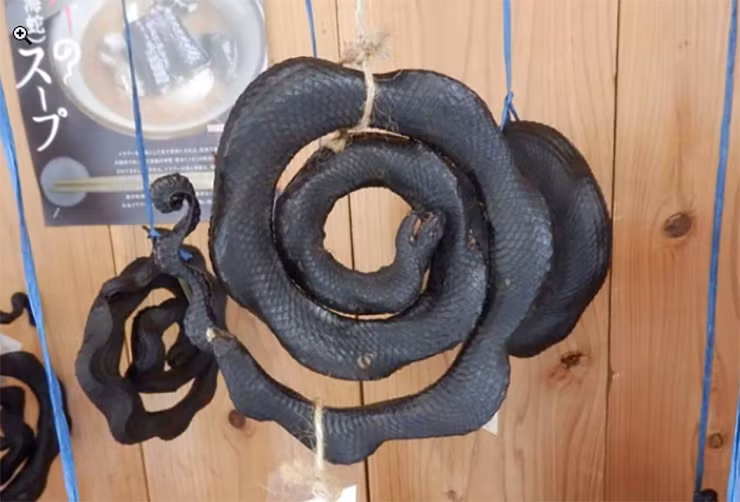 Những người đi "săn" loài rắn này cũng vì thế mà có thu nhập đáng kể