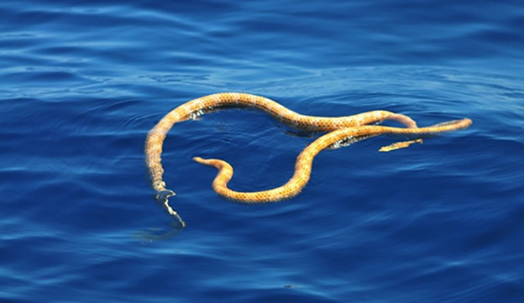 Dù độc như vậy nhưng ở đây người ta vẫn bắt rắn bằng tay không.