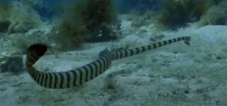 Nhìn ngoài cực kỳ đáng sợ nhưng loài này là đặc sản cao cấp, có mặt trong các nhà hàng hạng sang ở Okinawa với giá cực kỳ đắt đỏ