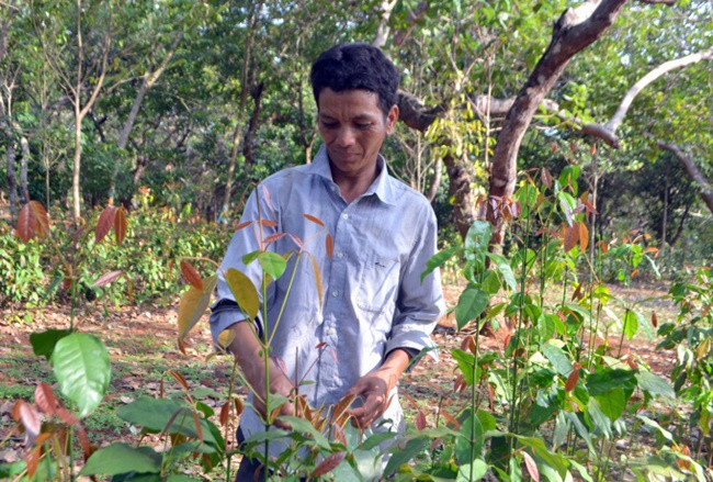 Lá rau nhíp mọc quanh năm, nhưng sau khoảng 5 - 6 trận mưa đầu mùa là thời điểm lá nhíp ngon nhất.