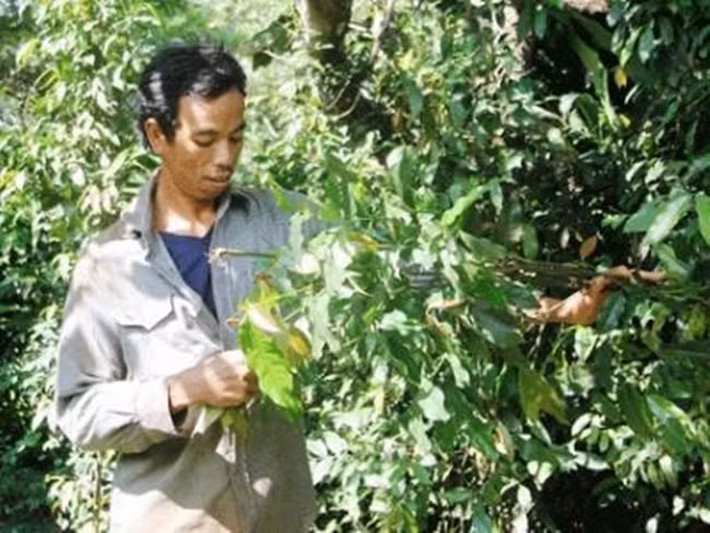 Hiện nay, rau nhíp đã vào các bàn tiệc trong nhà hàng và được thực khách yêu thích.