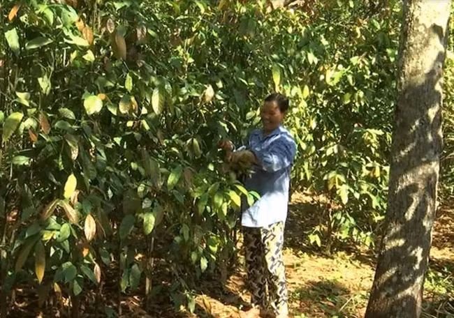 Trước đây, có gia đình trồng rau nhíp mỗi tháng kiếm 5-6 triệu đồng.