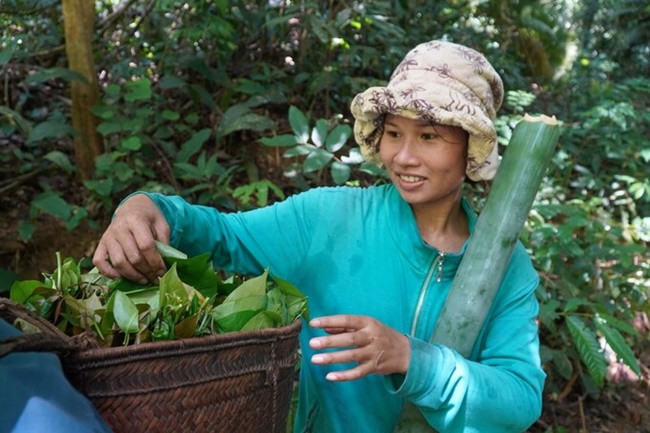Lá tròn dài, màu xanh nhạt, lúc còn non màu đỏ hồng, vị ngọt, khi nấu chín có mùi vị đặc trưng.