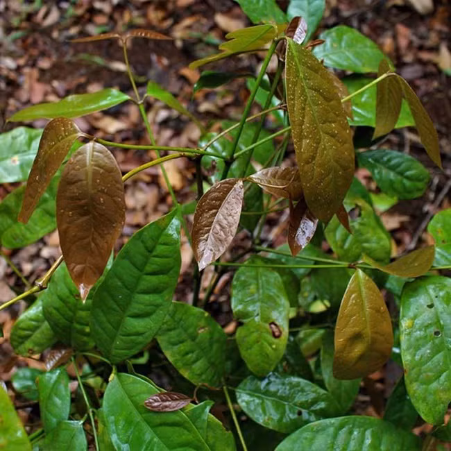 Nó có thể dùng để xào thịt gia súc, gia cầm, hải sản, làm nguyên liệu của các món lẩu..