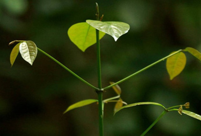 Cây rau nhíp là loài cây thân gỗ mảnh (thân trườn tiến hóa từ dây leo), kích thước từ nhỏ đến trung bình, thân cao từ 5 - 20m và có nhiều nhánh.