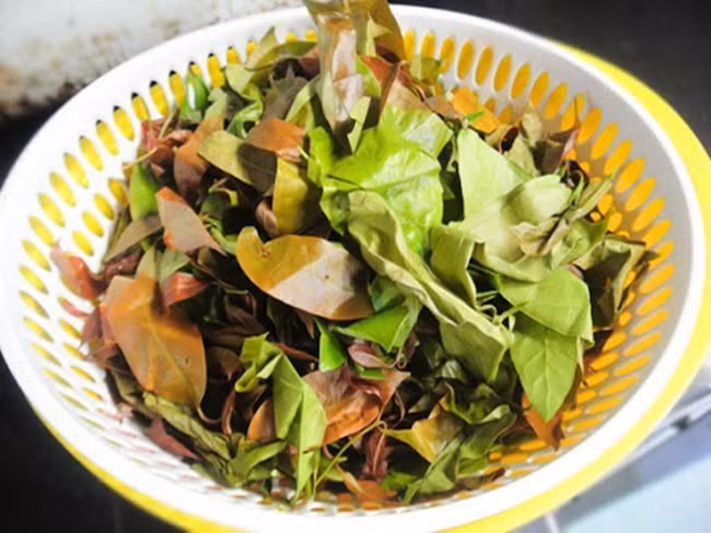 Theo các nhà nghiên cứu, lá rau nhíp giàu protein, chất khoáng, vitamin A và vitamin C.