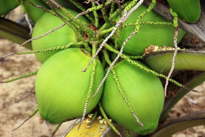 Dan trong dua mach meo chon qua nhieu nuoc, khong lo tiem duong hoa hoc-Hinh-2