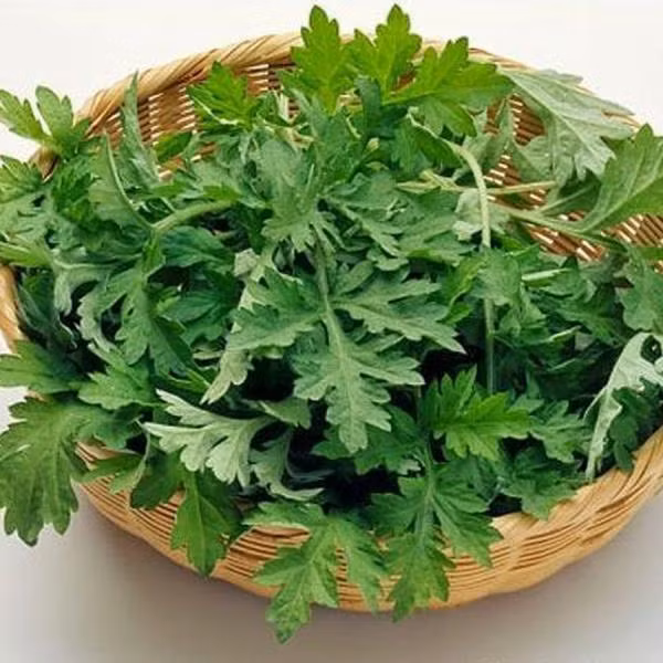 Tac dung phu dang so cua rau ngai cuu, biet ma tranh keo hai du duong-Hinh-2