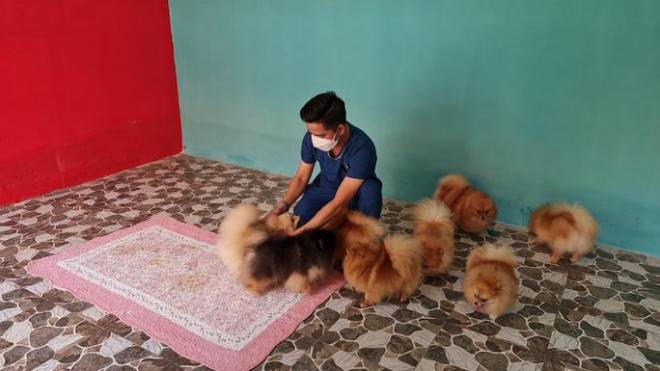 Video: Nuoi cho Pom trong may lanh va co gia pha, 8X thu tien ty-Hinh-2