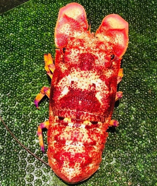 Loai tom la co gia hon 2 trieu dong/kg, nha giau moi mat lung mua-Hinh-3