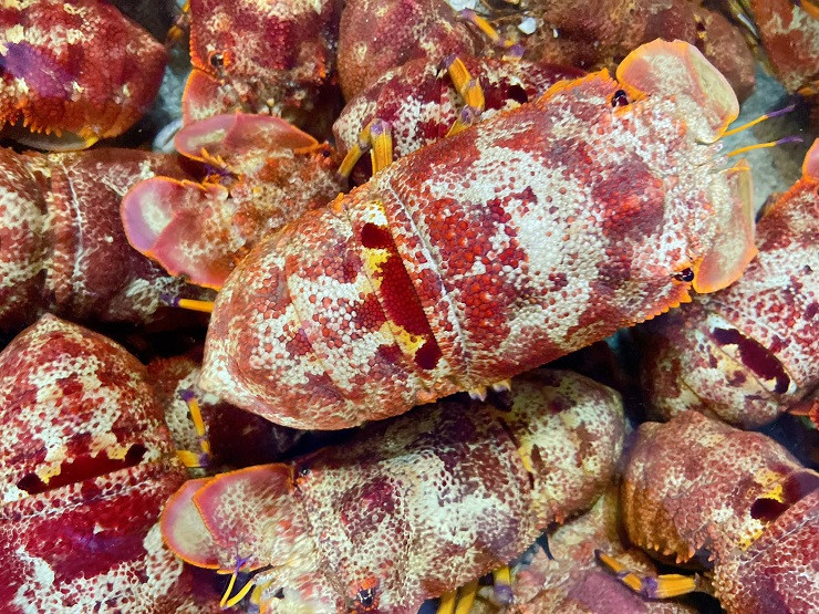 Loại tôm lạ có giá hơn 2 triệu đồng/kg, nhà giàu mỏi mắt lùng mua Loai tom la co gia hon 2 trieu dong/kg, nha giau moi mat lung mua