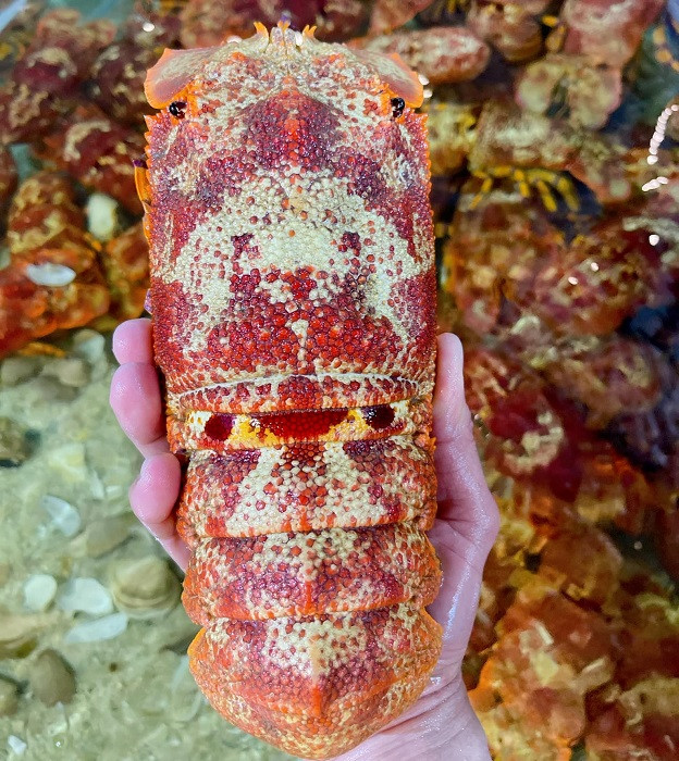 Loai tom la co gia hon 2 trieu dong/kg, nha giau moi mat lung mua-Hinh-2