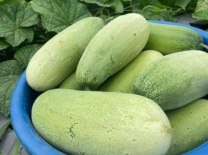 Dua chuot sieu to khong lo xuong nui, dat gap 3 van hut khach-Hinh-5