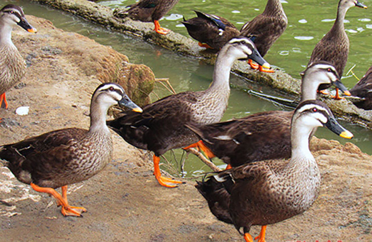 Vịt trời chỉ ăn đồ tươi sống nên người nuôi phải đi xúc tôm, tép sống cho chúng ăn trong thời gian thuần hóa, sau đó mới đem thả ra tự nhiên