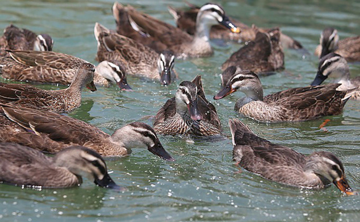 Mấy năm gần đây, tại Việt Nam một số hộ gia đình đã mạnh dạn đầu tư mô hình chăn nuôi vịt trời và mang lại nguồn thu nhập đáng kể