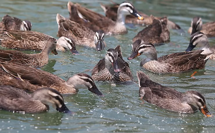 Mấy năm gần đây, tại Việt Nam một số hộ gia đình đã mạnh dạn đầu tư mô hình chăn nuôi vịt trời và mang lại nguồn thu nhập đáng kể