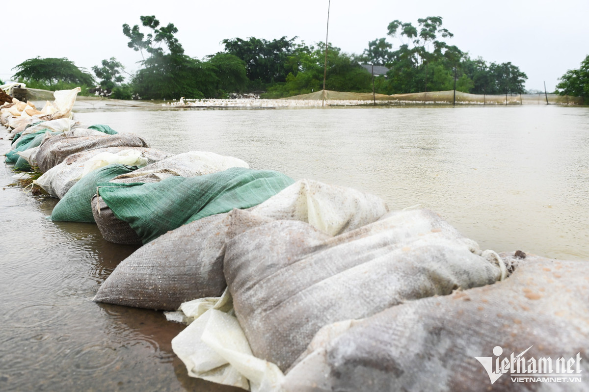 Một số đoạn đê được người dân kè chắn bằng các bao đất để ngăn nước tràn.