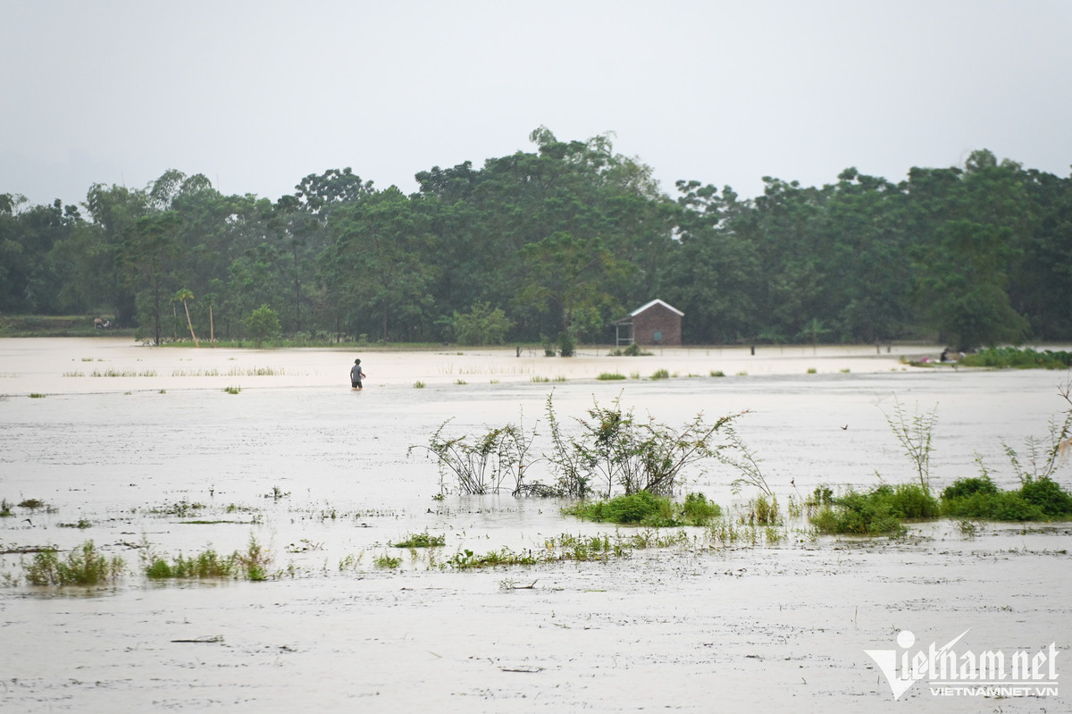 Khu vực đồng ruộng trồng lúa, hoa màu... xung quanh đã trắng nước. Huyện Chương Mỹ là một trong những nơi có địa hình thấp của Hà Nội, là điểm thoát nước vào mỗi mùa mưa lũ. Trước đó, năm 2018, nước sông Bùi cũng từng dâng cao khiến nơi đây chìm trong biển nước.