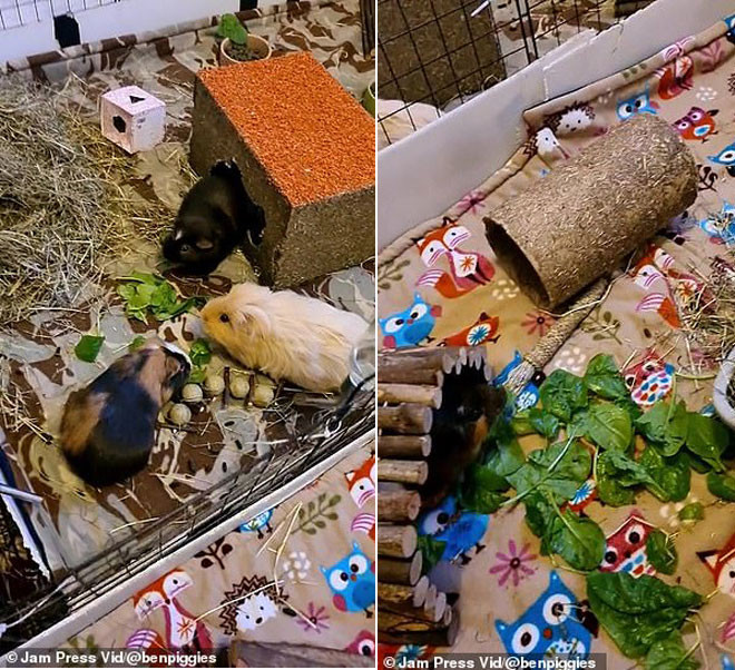 Anh chang tao hang khong lo nuoi 5 chu chuot lang trong nha-Hinh-4