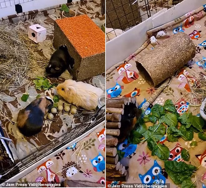 Anh chang tao hang khong lo nuoi 5 chu chuot lang trong nha-Hinh-4