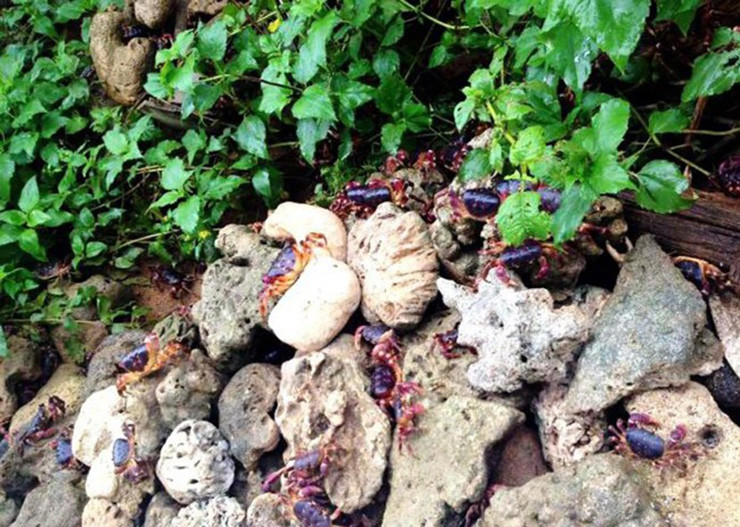 Cua đá rất khôn, ban ngày nó nấp trong hang nhưng chỉ cần có tiếng động là bỏ chạy không tài nào đuổi kịp, nên người dân thường đi bắt vào ban đêm.