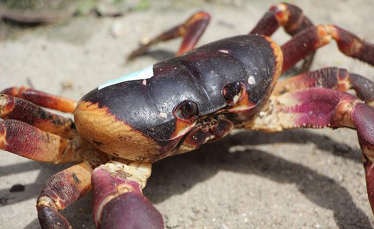 Cua đá là đặc sản hiếm, được bảo tồn nghiêm ngặt, sau khi đánh bắt, cua đá ở Cù Lao Chàm phải qua các bước kiểm tra kỹ lưỡng mới được dán nhãn cho phép bán ra thị trường.