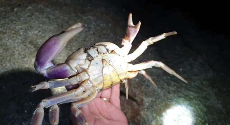 Chủ nhiệm hợp tác xã cua đá Cù Lao Chàm cho biết cua đá chỉ được phép khai thác từ đầu tháng 4 đến cuối tháng 7. Khoảng thời gian còn lại là chu kỳ cua đá sinh sản và tuyệt đối bị cấm săn bắt, mua bán.