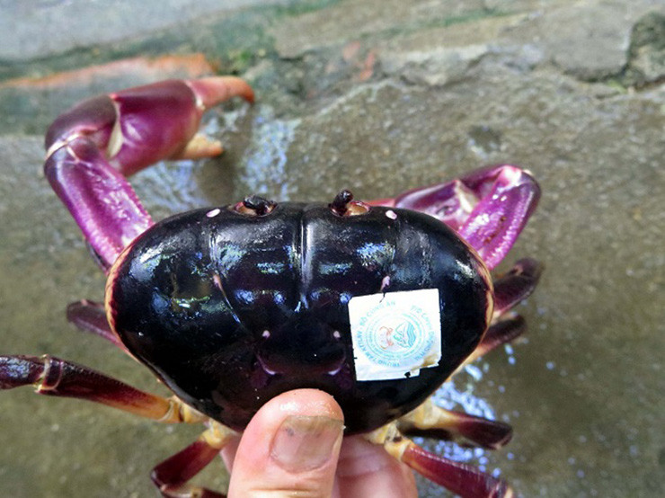 Giá thu mua của thành viên trong hợp tác xã không dưới 850.000 đồng/kg, khi bán ra thị trường không được cao hơn 1,4 triệu/kg và không thấp hơn 1,1 triệu đồng/kg. Do vậy, tại nhà hàng, cua đá có giá lên đến 2 triệu đồng/kg.