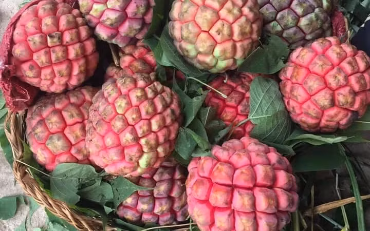 Dieu dac biet cua na ruot do dat gap 3, “chi ngui khong an”