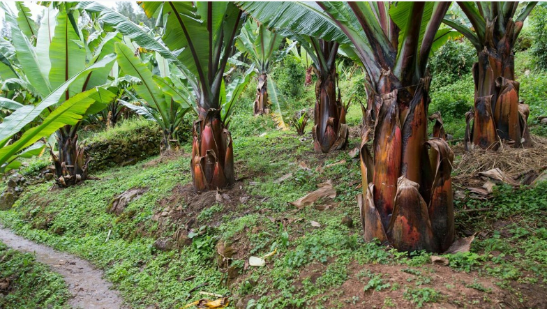 Sieu cay luong thuc du cuu doi hon 100 trieu nguoi co gi dac biet?