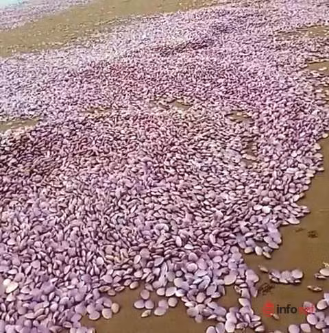 Hang chuc tan vo ngao trai dai 3km bo bien o Thanh Hoa