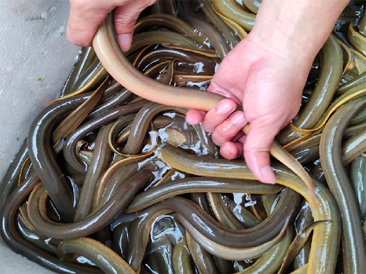 Loài này thuộc lớp cá xương cứng, có cơ thể giống như rắn, nhưng không có vảy, con to có khi dài đến 0,8 mét.