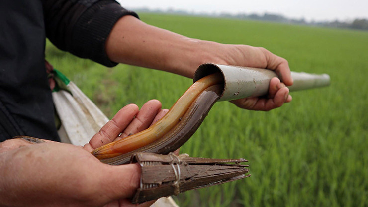 Nghề bắt lươn đồng cũng vì thế mà ngày càng phát triển, giúp những người nông dân thoát cảnh đói nghèo, có thu nhập ổn định