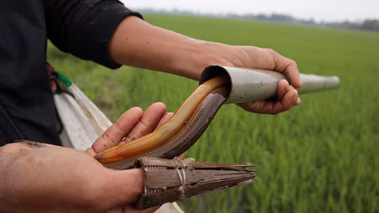 Nghề bắt lươn đồng cũng vì thế mà ngày càng phát triển, giúp những người nông dân thoát cảnh đói nghèo, có thu nhập ổn định