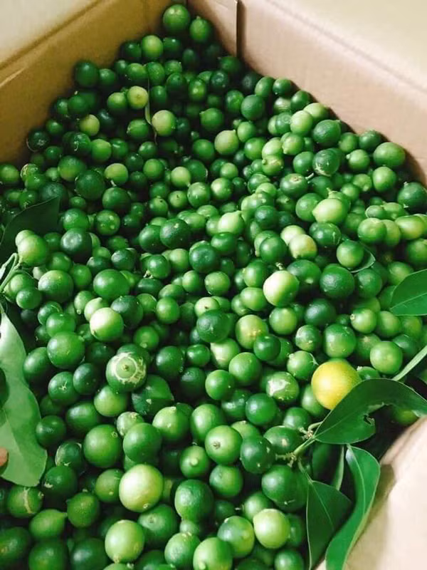 Loai chanh be nhu qua quat gia cao ngat, ban hang tan moi vu